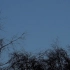 f918 实拍月亮高挂天空一轮弯月树枝树丛剪影星空月黑风高月光夜色美景LED视频素材