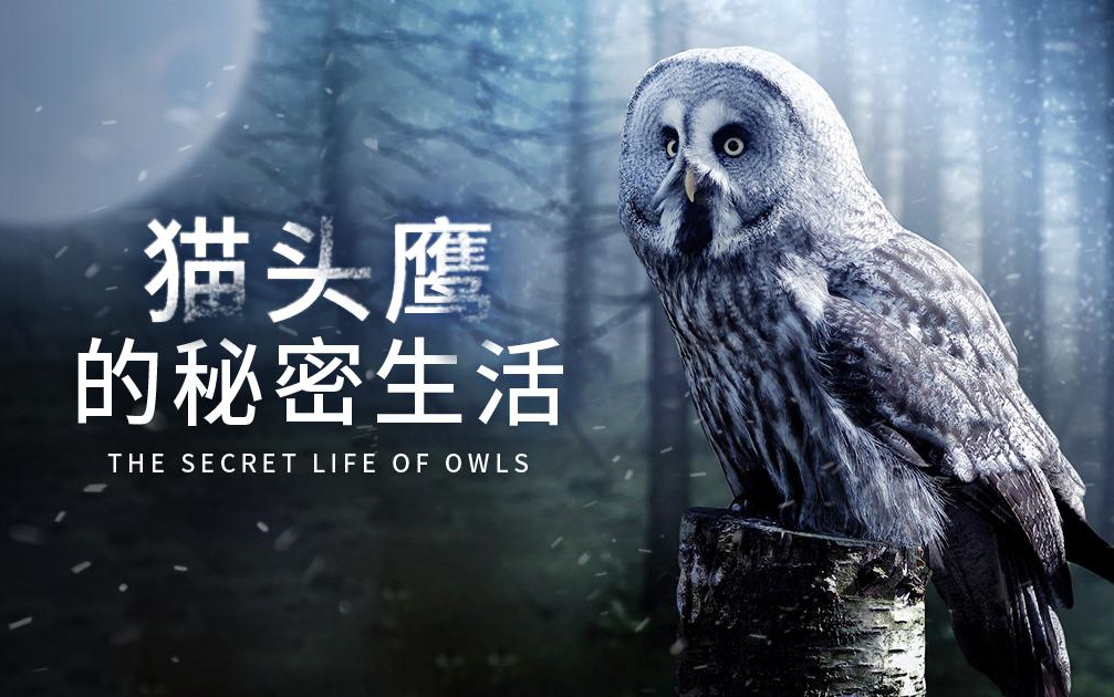 【加拿大】【纪录片】猫头鹰的秘密生活 The secret life of owls