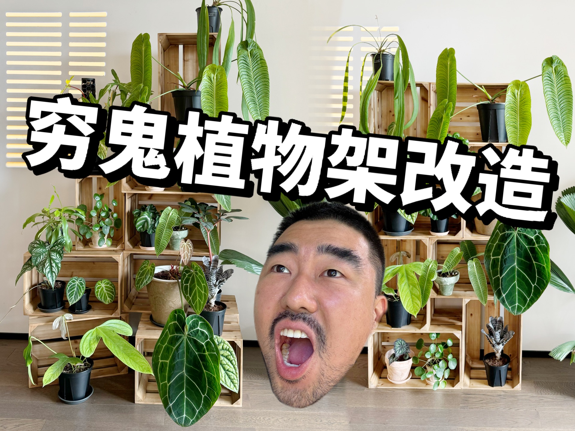植物架DIY｜关于木箱的N种改造方案！