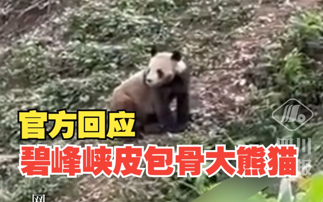 官方回应碧峰峡皮包骨大熊猫：处在断毛期，体重将近200斤