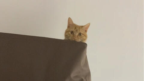 激光笔逗猫视频 fa84fc56e4a11311f84a419d28fa0568b22539cf.jpg@480w_270h_1c