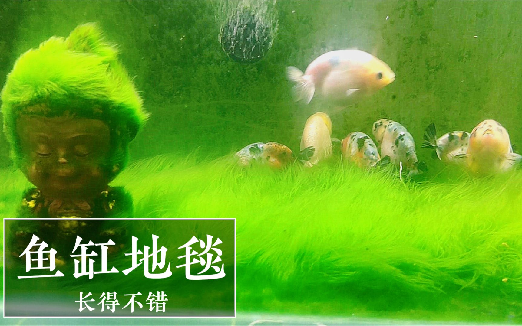 金鱼缸长出绿色地毯绿苔足有5厘米长自制爆藻灯效果很好