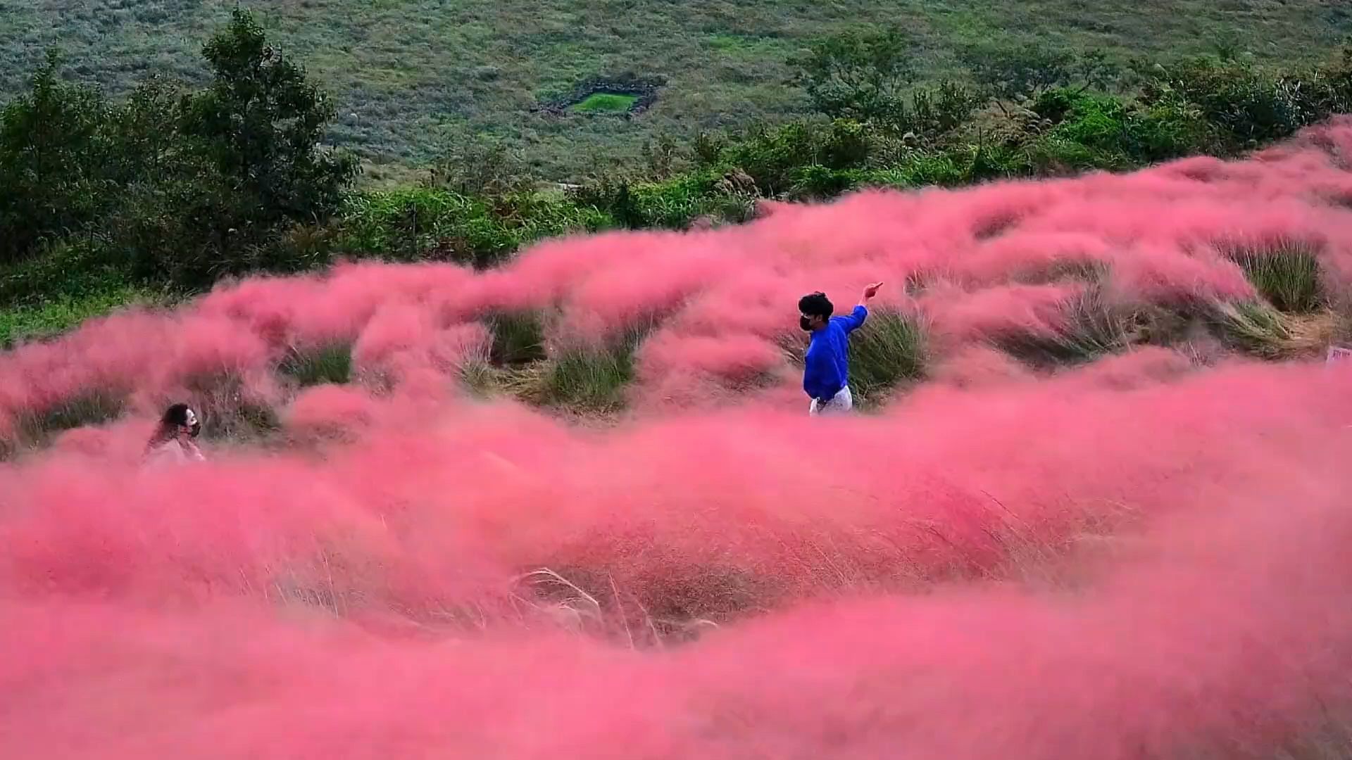 收藏!粉黛乱子草朋友圈封面