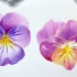 适合零基础新手学的水彩花卉教程，手把手教你画三色堇（原速视频）详细讲解