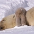 北极熊宝宝迈出试探性的第一步