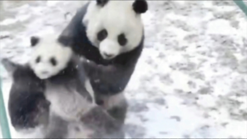 林冰给熊猫宝宝做雪地抗摔打运动，打得太狠，吓得孩子连忙躲起来