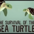 【Ted-ED】奇迹般幸存的海龟 The Survival Of The Sea Turtle