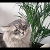 西森微肥～大猫小猫吃草草