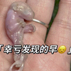 这只孕蜜经过几天的观察，育儿袋里的崽没有按时长大！预计8月中出袋，育儿袋迟迟不见隆起，无奈只能撑开袋口进行查看，这一看崽崽已经胎死袋中了，幸亏发现及时，不然连同