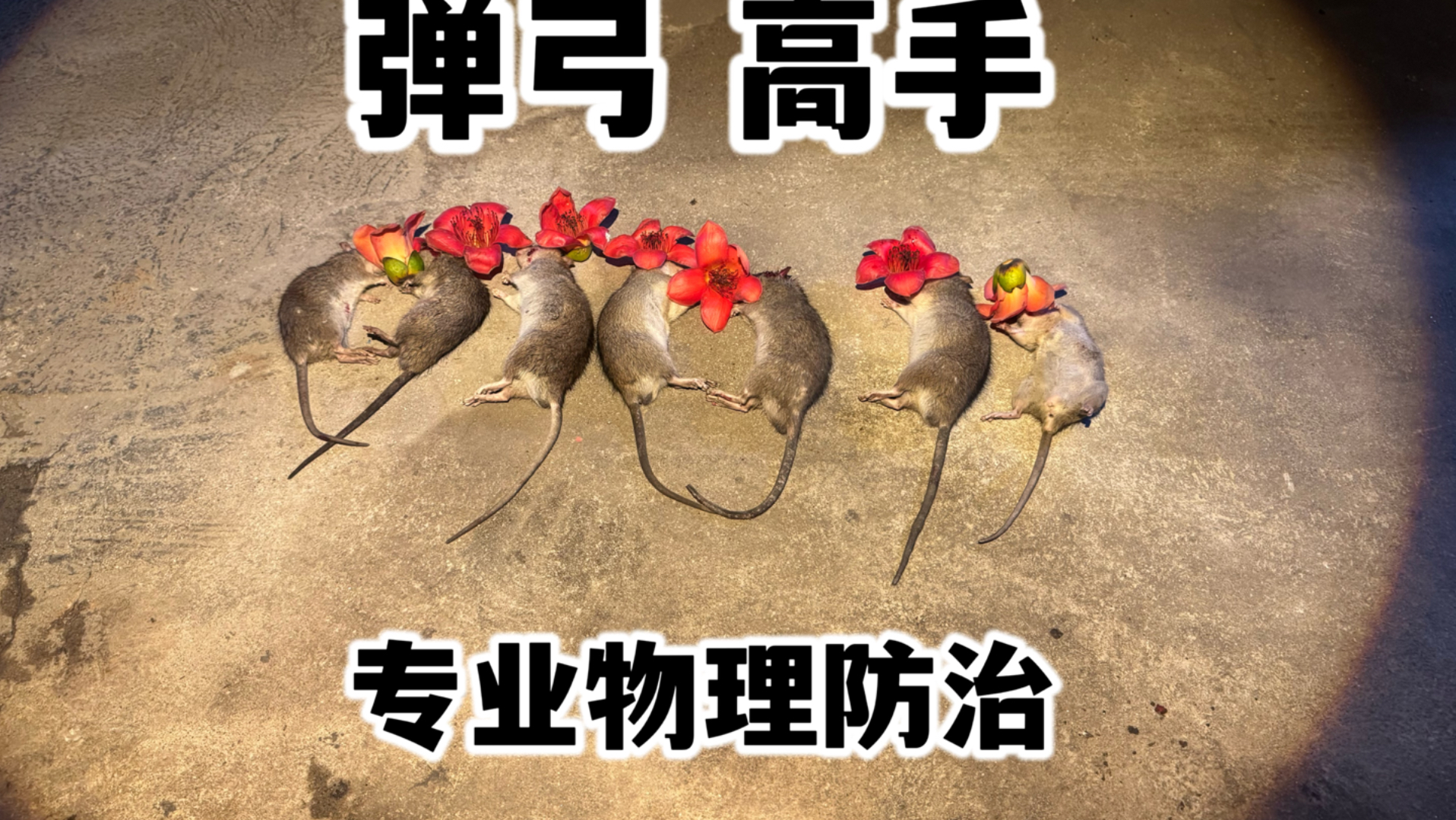 灭鼠除害，物理防治才是王道