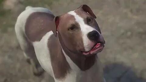 怎么教狗握手最简单 fad89f527690af699439b7d179c01c0fae0b2b4a.jpg@480w_270h_1c