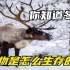 《动物纪录片》你知道冬天动物是怎么生存的吗？它们条件太艰苦了