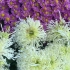 多彩菊花在售