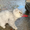 妈耶：这个门应该能换好多好多的猫条吧
