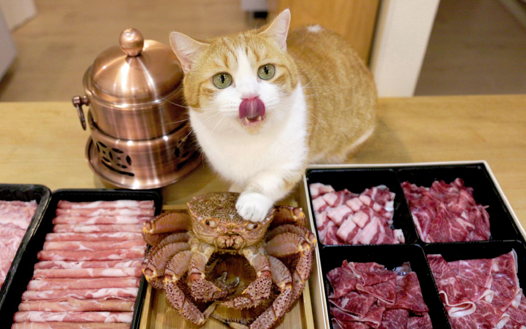 年夜饭跟猫一起吃红毛蟹火锅，人吃爽了猫吃懵了！