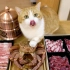 年夜饭跟猫一起吃红毛蟹火锅，人吃爽了猫吃懵了！