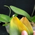 蝴蝶兰黄叶有可能就是茎腐了，一定及时检查，处理！