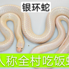 银环蛇 亚洲毒王 全村吃饭蛇 普通及变异欣赏 关注我看更多宠物蛇视频