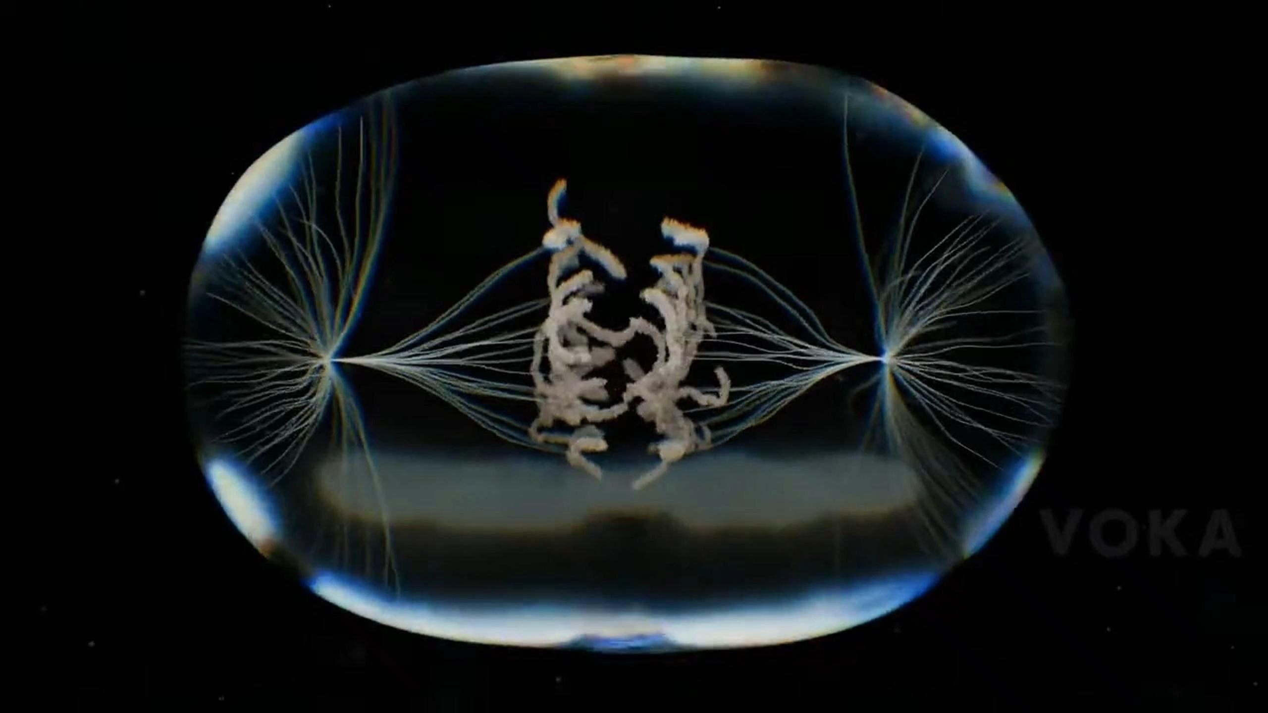 有丝分裂的过程