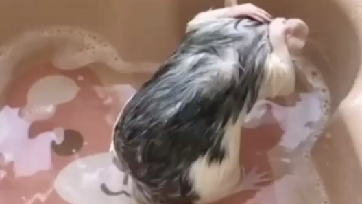 小老鼠自己洗澡澡好可爱