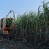 皇竹草的一生｜现代农业种植和收获王草制作青贮饲料