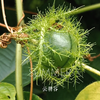 这个像小西瓜的野果——龙珠果，要来尝尝吗