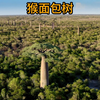 猴面包树，非洲人民的生命之树