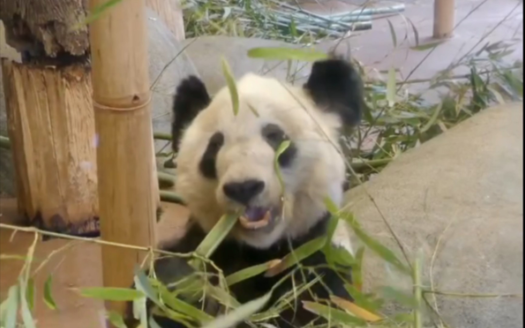 ［旅美］大熊猫丫丫平平无奇啃竹子的一天 竹子干的很快 所以丫丫的竹子每天是分5-8次投放90kg -2023.03.17