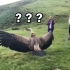 秃鹫:  卧槽，怎么飞来着？？