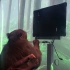 猴子“意念”玩游戏！马斯克旗下公司为猴子植入芯片，用意念玩游戏
