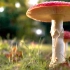 「治愈」蘑菇集会：欢迎来到蘑菇的小世界