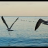 空镜视频素材 海洋大海海鸟动物素材分享