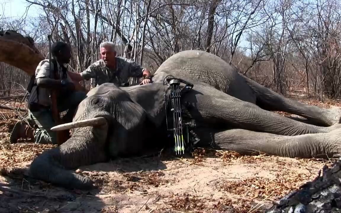 复合弓非洲狩猎大象