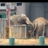 ［红山动物园]大象观察日记，象鼻子用途真是广泛呢