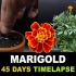 史诗般的万寿菊生长延时摄影 - 45天 - 从种子到变成花朵的完整生命周期