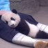 大熊猫饲养员的工作到底有多难？