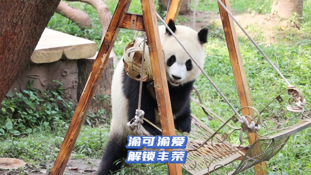 大熊猫渝可渝爱｜今天可爱好多丰荣啊！来看看可爱都是怎么解锁的吧！