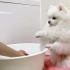 如何骗你的狗子进入浴缸？