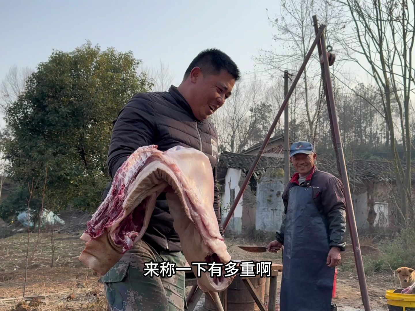 今天卖了一头藏香猪，还蹭了一顿杀猪饭，十多斤猪肉吃得满口留香
