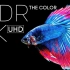8k 60fps 'The Color' Dolby Vision