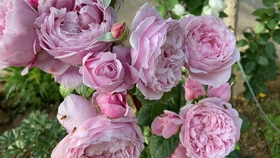 fc0ea59e6e0de544f49c4933cb7c921d90aaba79.jpg@280w_158h_1c_100q.jpg