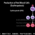 动画演示造血过程：造血干细胞如何向红细胞、白细胞和血小板分化