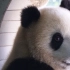 【大熊猫】胖大海起驾回京，一路平安，好好的