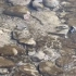 美国俄亥俄污染物大量泄露导致附近河流鱼类死亡