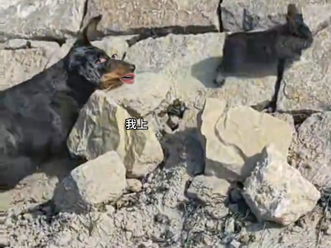 见过狗追兔子的，猪追兔子还是头一回。