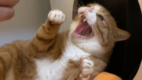 猫咪害怕主人的手怎么办 fc5cc1912aeff5e3f8de0e22d8779cdb9358c5d9.jpg@280w_158h_1c_100q.jpg