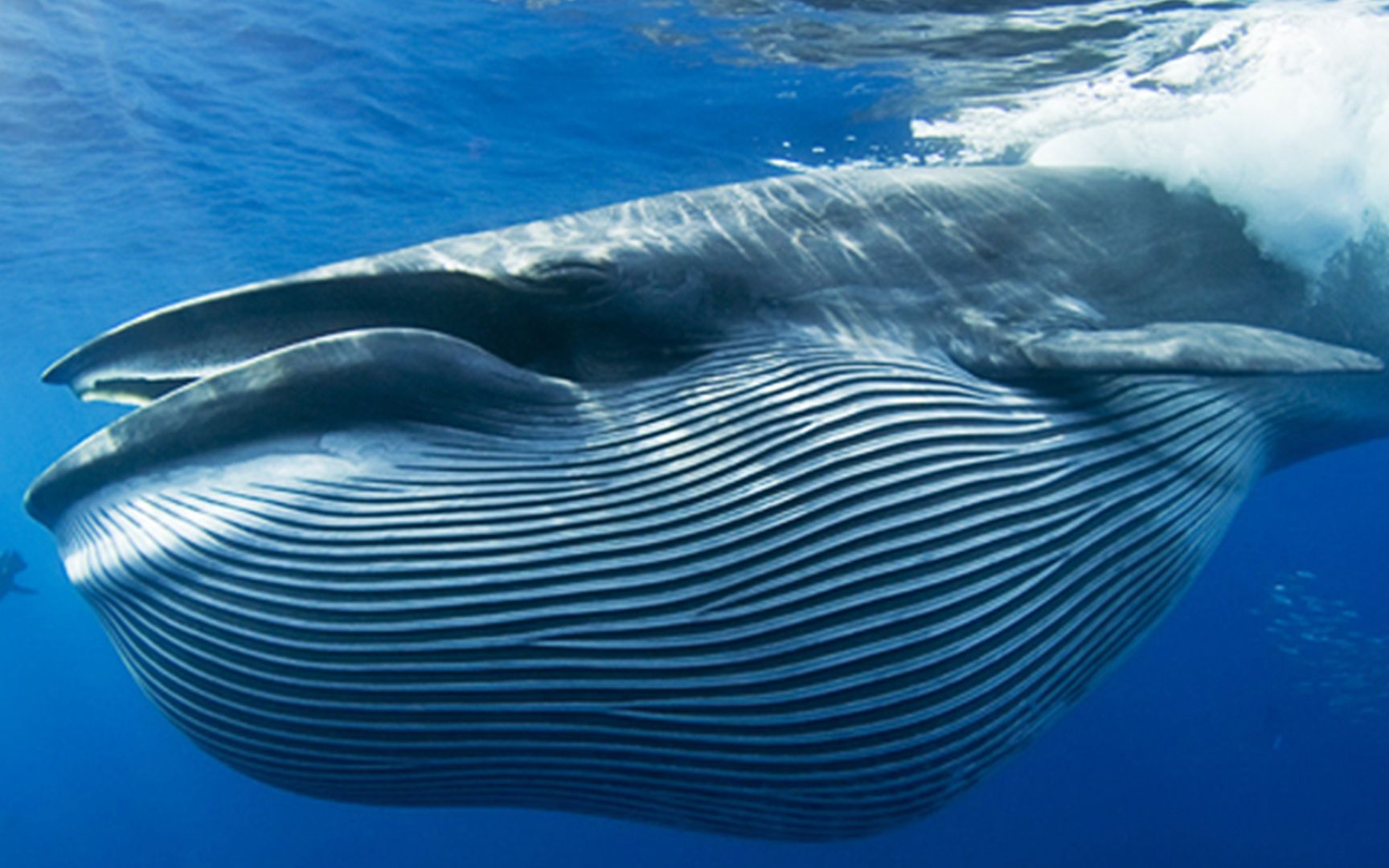 盘点地球上最大的10种鲸鱼：抹香鲸仅排第5，蓝鲸重达200吨