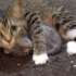 【YouTube转载】猫妈妈保护小猫[巨萌]Mother cat guarding the baby cat - You