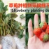 在花盆种草莓，注意这几个细节，没有种不好的草莓（草莓从种植到采摘）