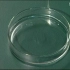 5.人教版生物-探究实验视频-必修-观察根尖分生组织细胞的有丝分裂_标清
